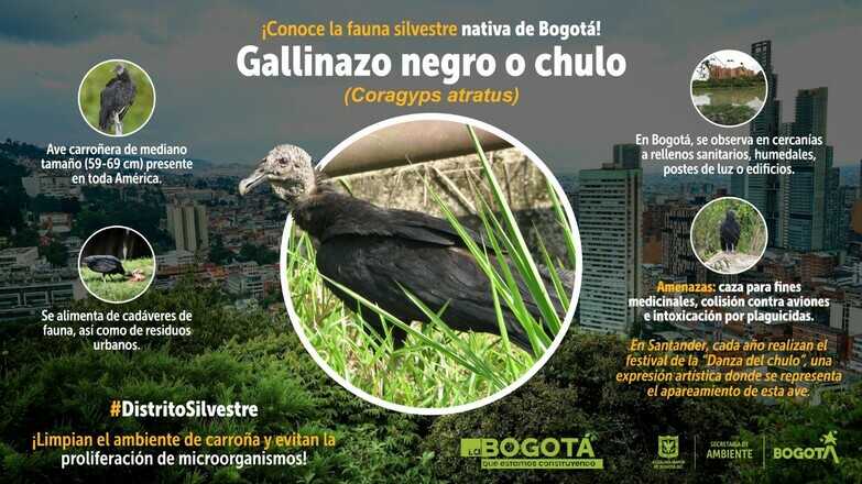 Chulo o gallinazo y su importancia en los ecosistemas