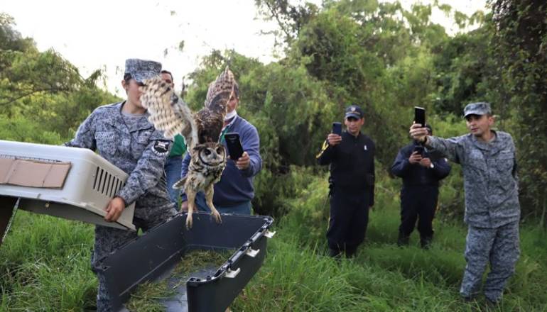 liberación animales silvestres