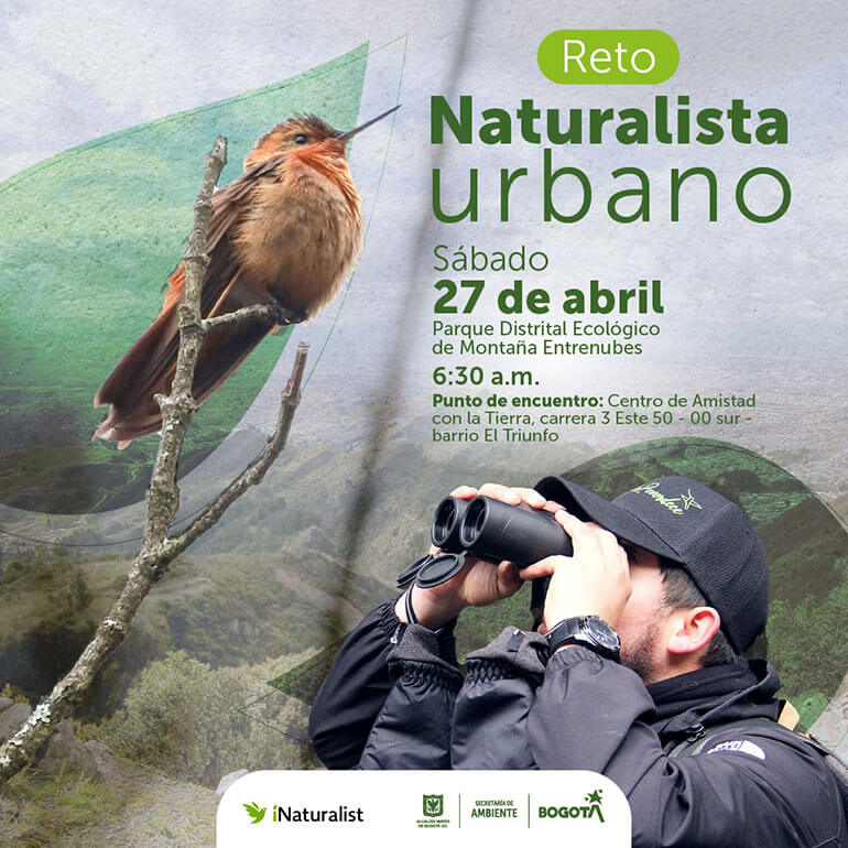 El próximo sábado 27 de abril se realizará el reto Naturalista Urbano 2024, una iniciativa que se lleva a cabo a nivel mundial para que las personas amantes de la biodiversidad reporten las especies de flora y fauna de la ciudad y puedan, además, disfrutar de un espacio de contacto con la naturaleza.