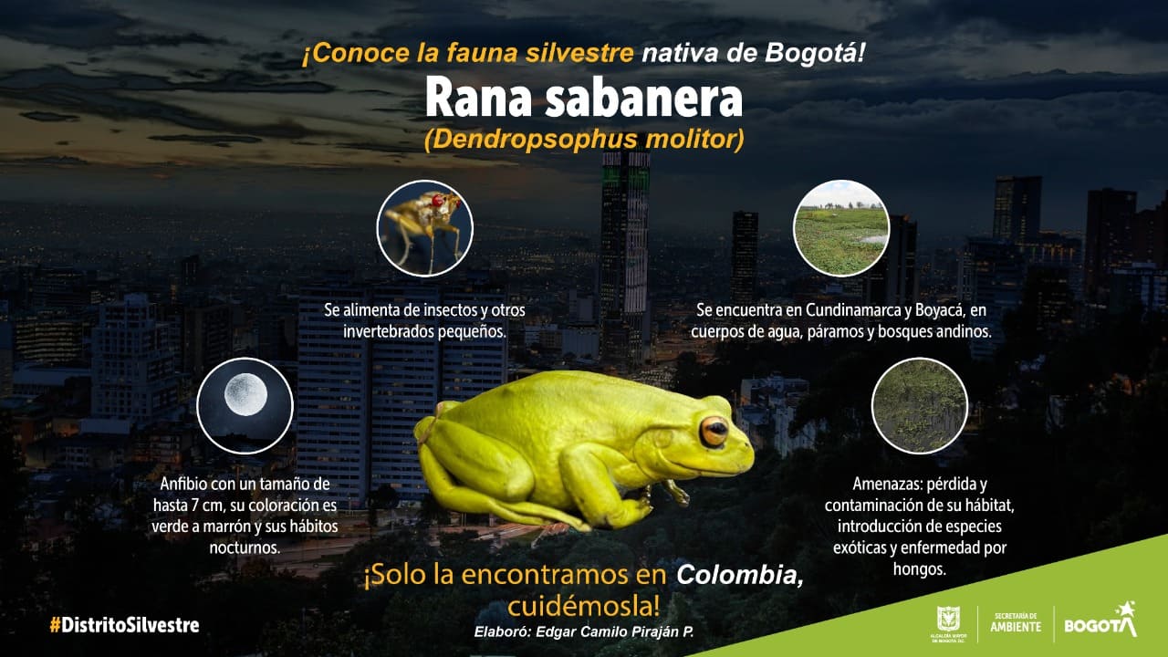 La rana sabanera, especie única en Colombia que habita en Bogotá
