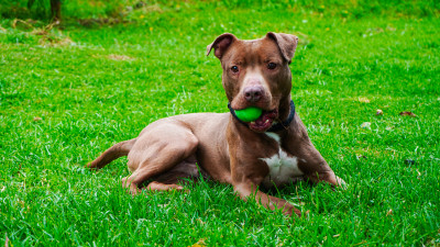 Foto cortesía: Instituto de Protección y Bienestar Animal - IDPYBA. 