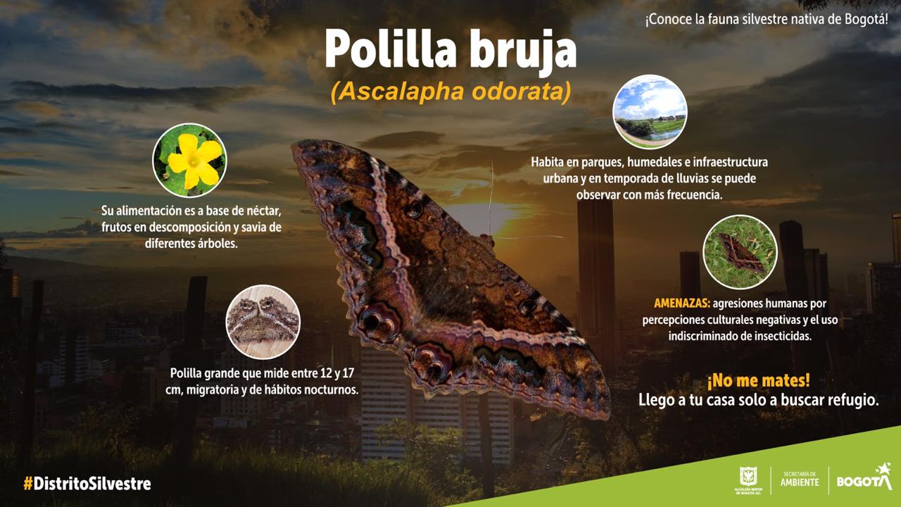 Polilla bruja Polilla bruja