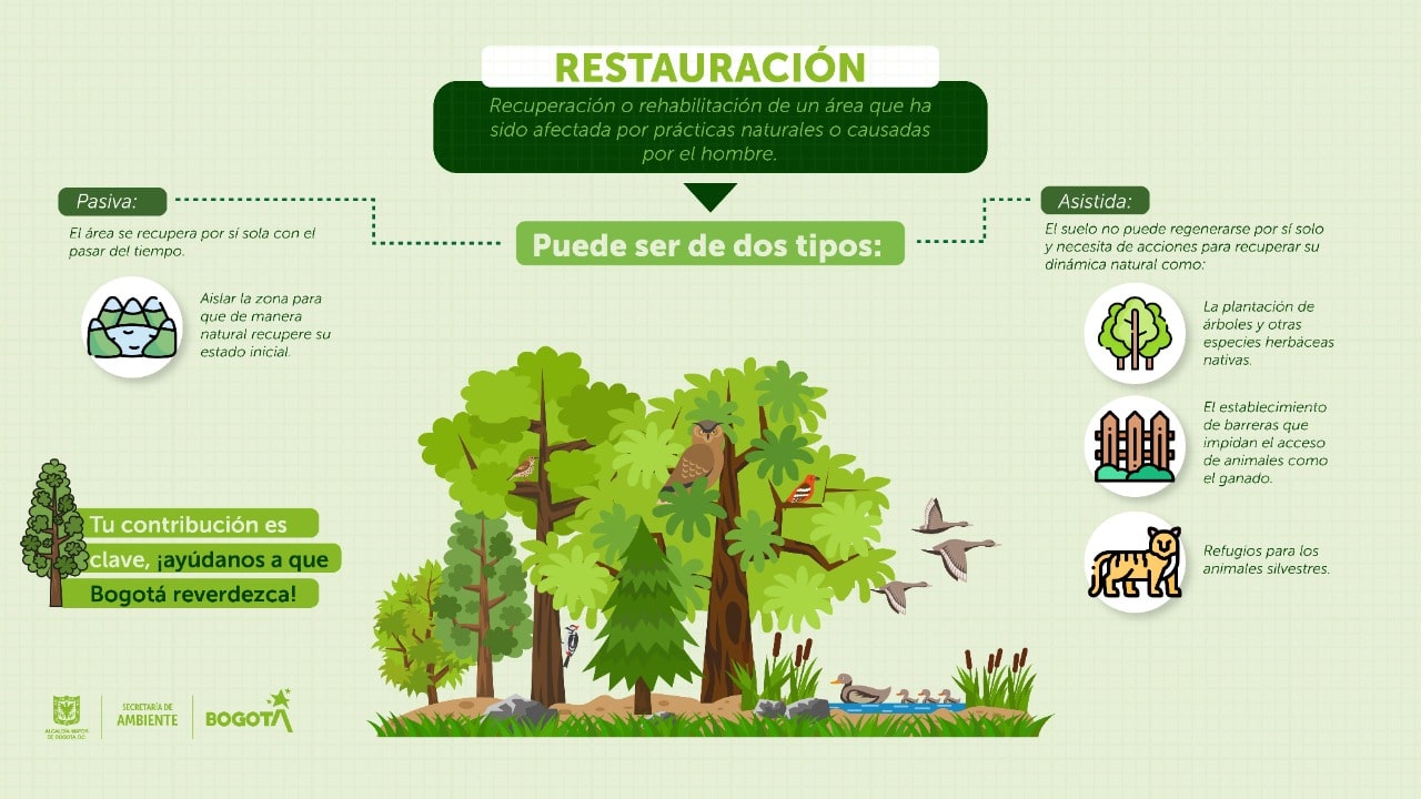 Restauración ecológica, el compromiso asumido para reverdecer Bogotá