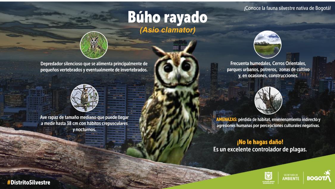 Búho rayado, imponente ave que habita en los Cerros Orientales y parques de Bogotá