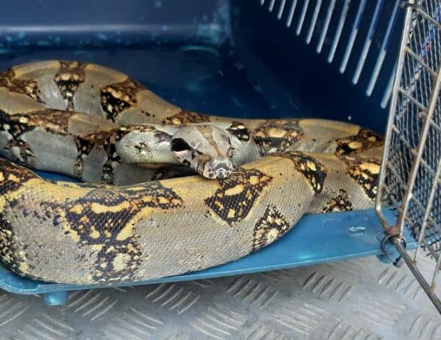 Boa constrictor. Boa constrictor.