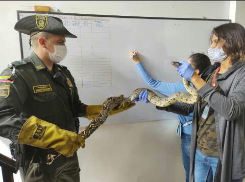 Boa constrictor fue valorada por profesionales de la Secretaría de Ambiente. Boa constrictor fue valorada por profesionales de la Secretaría de Ambiente.