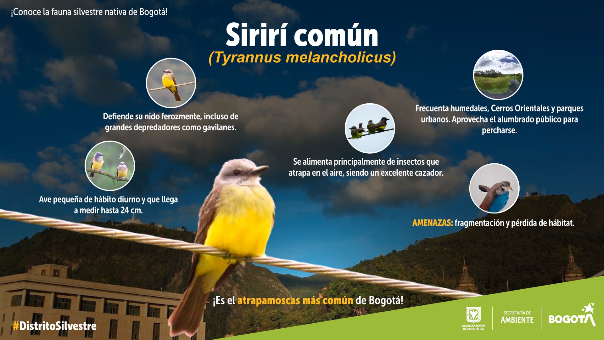 Sirirí común, el famoso atrapamoscas de los ecosistemas de Bogotá