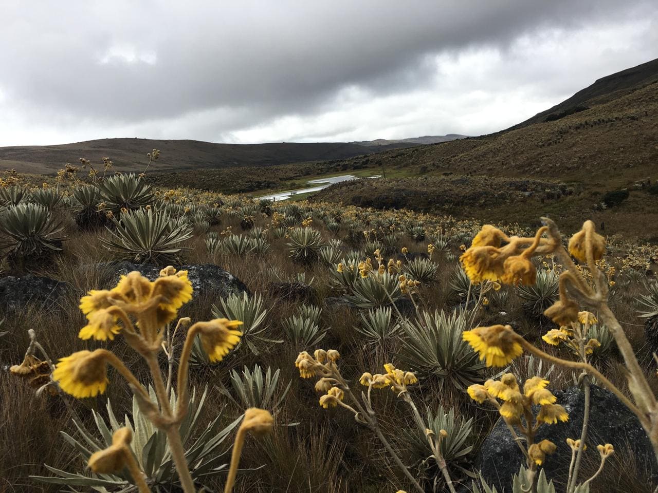 Con más de 330 000 hectáreas, el páramo de Sumapaz es el más grande del mundo.