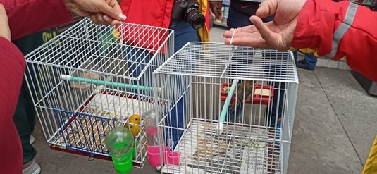 Las aves son los especímenes más afectados por el tráfico de fauna. Foto: Comunicaciones, Secretaría de Ambiente. Animales incautados en jaula