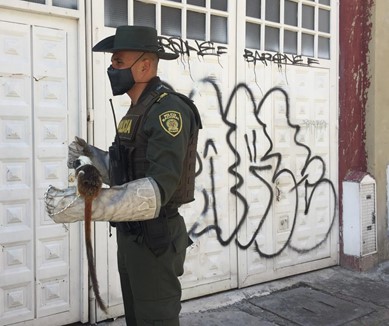 El primate fue recuperado con el apoyo de la Policía Ambiental y Ecológica y posteriormente fue trasladado al Centro de Fauna Silvestre. Foto: Comunicaciones, Secretaría de Ambiente. Policía Ambiental realizando operativo