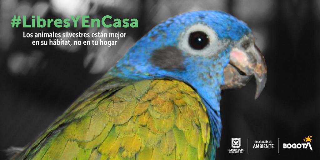 Fotografía ave recuperada por la SDA para sensibilizar campaña #LibresYEn Casa
