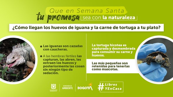 Pieza gráfica sensibilización animales Semana Santa