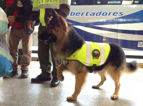 Pastor Alemán, miembro del Escuadrón Canino