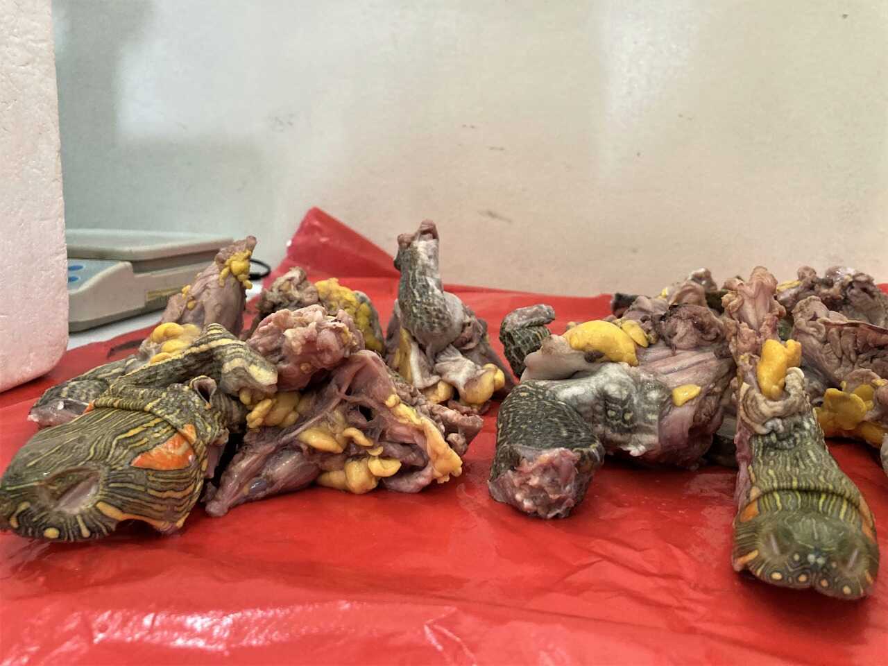 La tortuga hicotea es una de las especies más afectadas durante la Semana Santa.