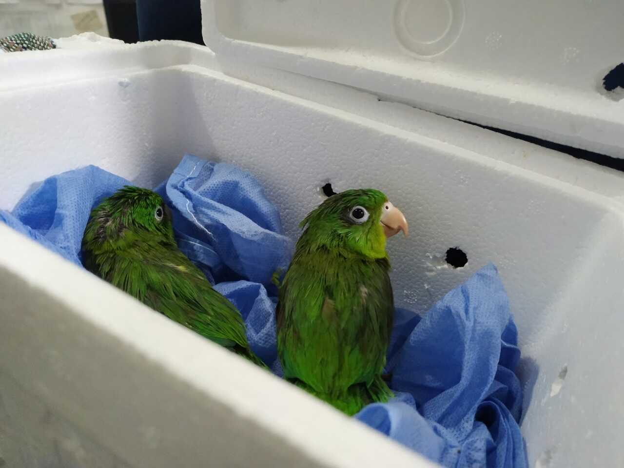 Los pericos bronceados eran transportados en un recipiente de icopor. 