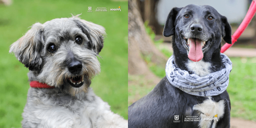 Rendimos homenaje a nuestro mejor amigo a través de redes sociales con el #MiPerroMeAyudaA.