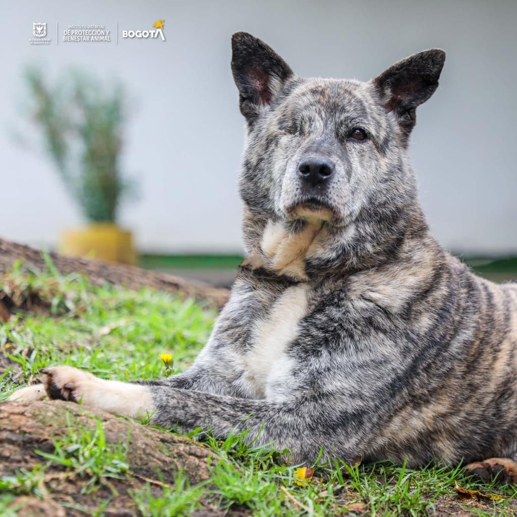 Homenaje en el día de los perros