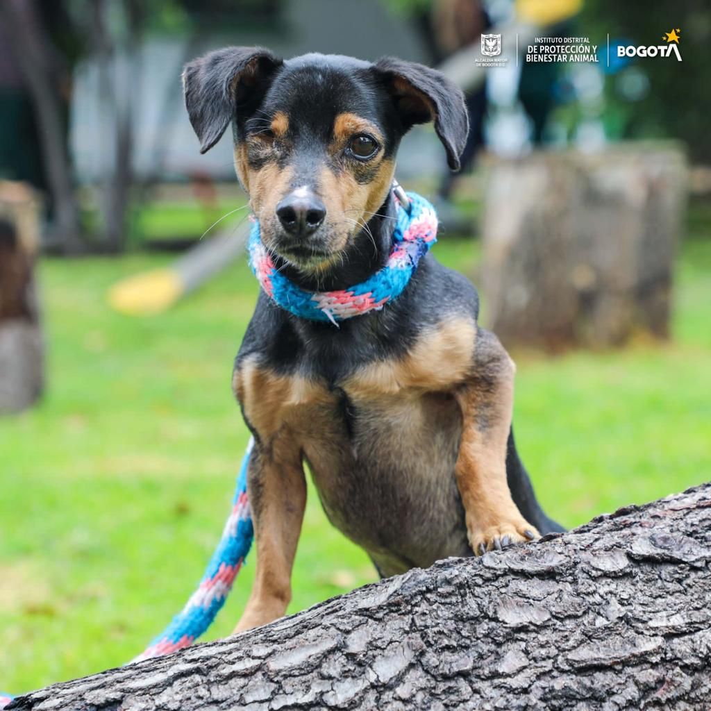 Homenaje día de los perros