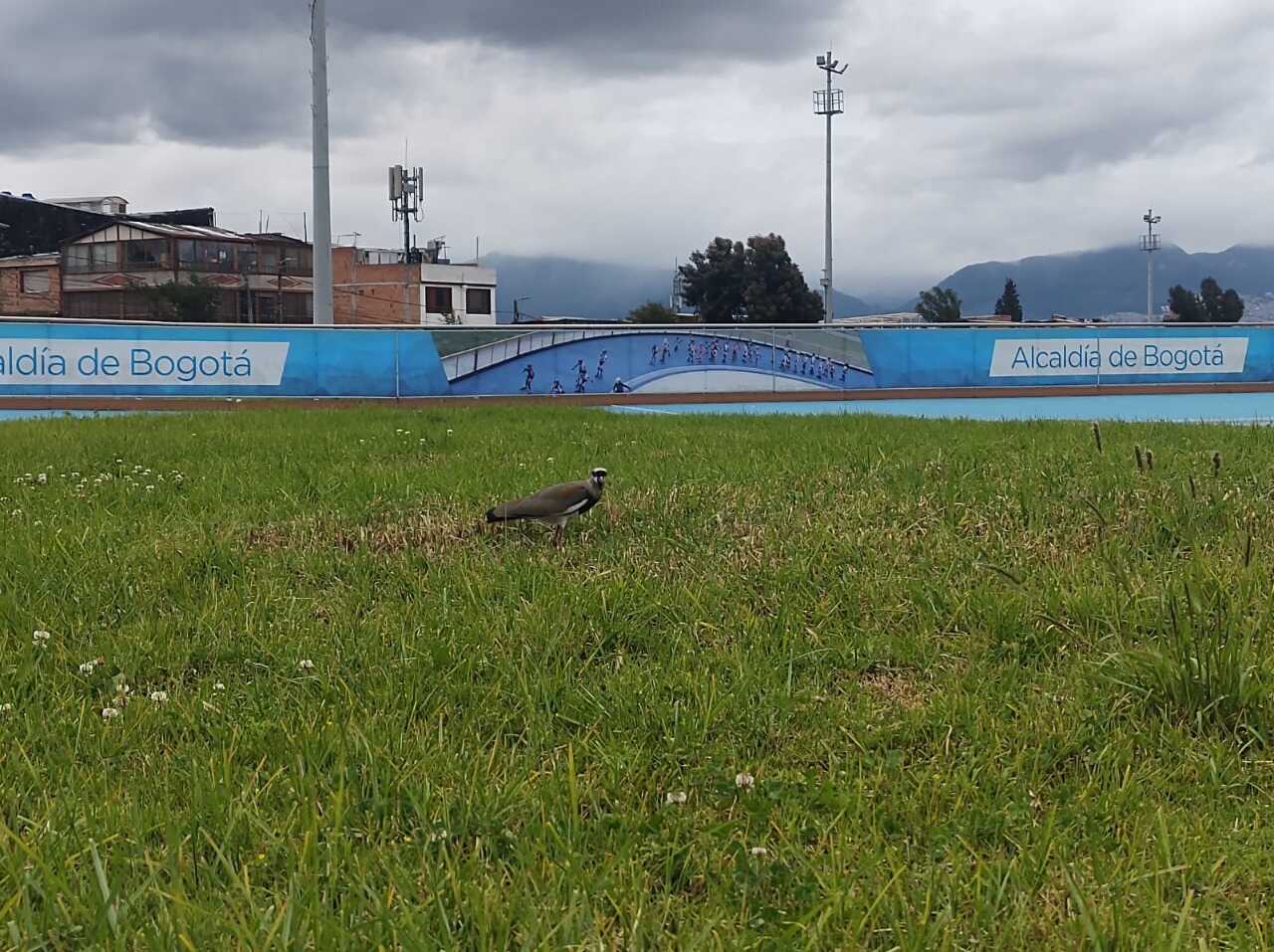 Alcaraván adulto en la zona verde del parque Gilma Jiménez