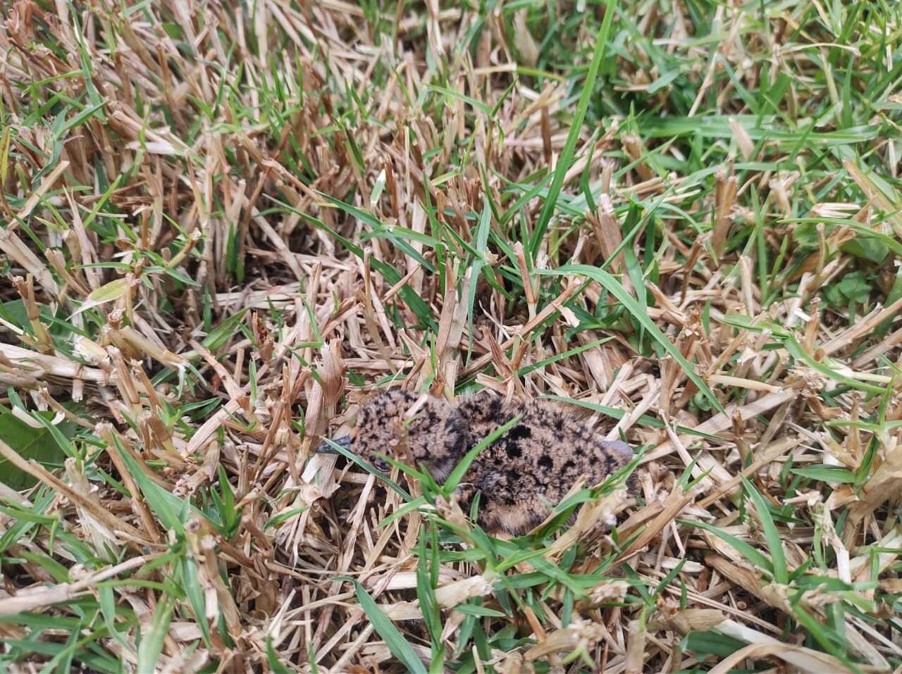 Polluelo de alcaraván en parque Gilma Jiménez