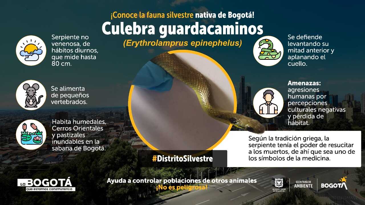 Culebra guardacaminos