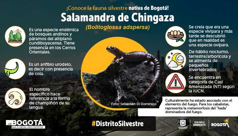 Salamandra de Chingaza