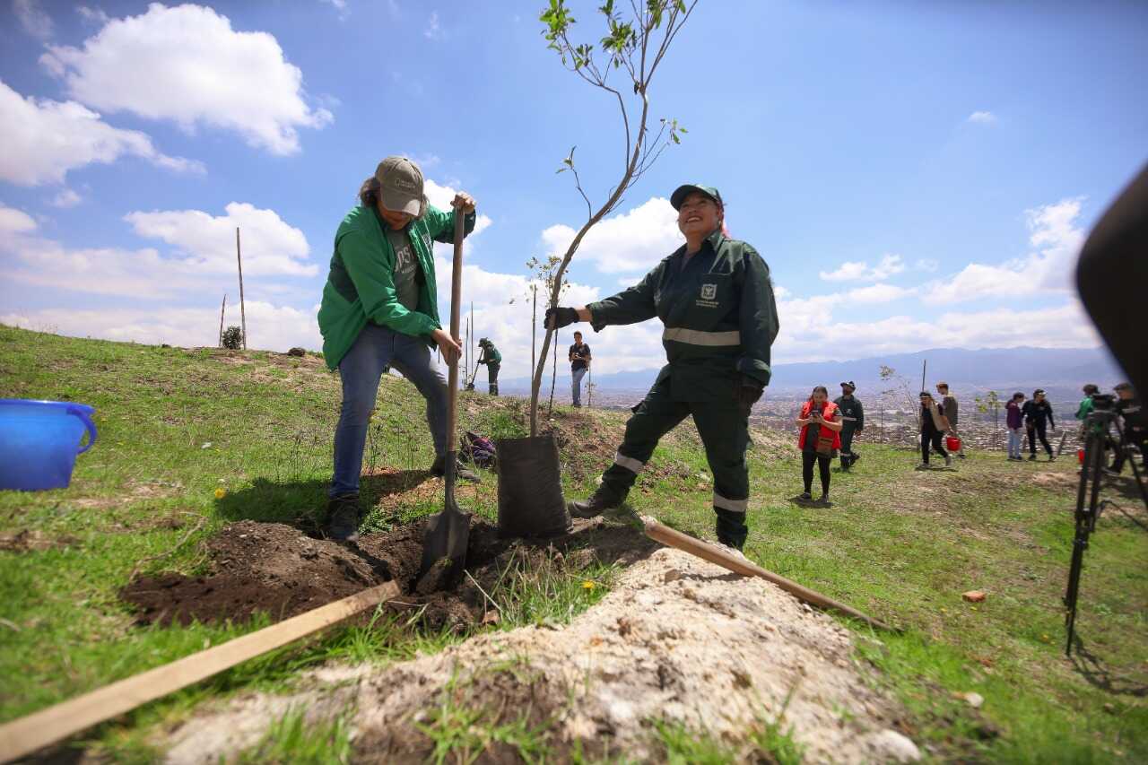 Arbolapp Bogotá se renueva para prestar más servicios de información sobre árboles, jardines y huertas