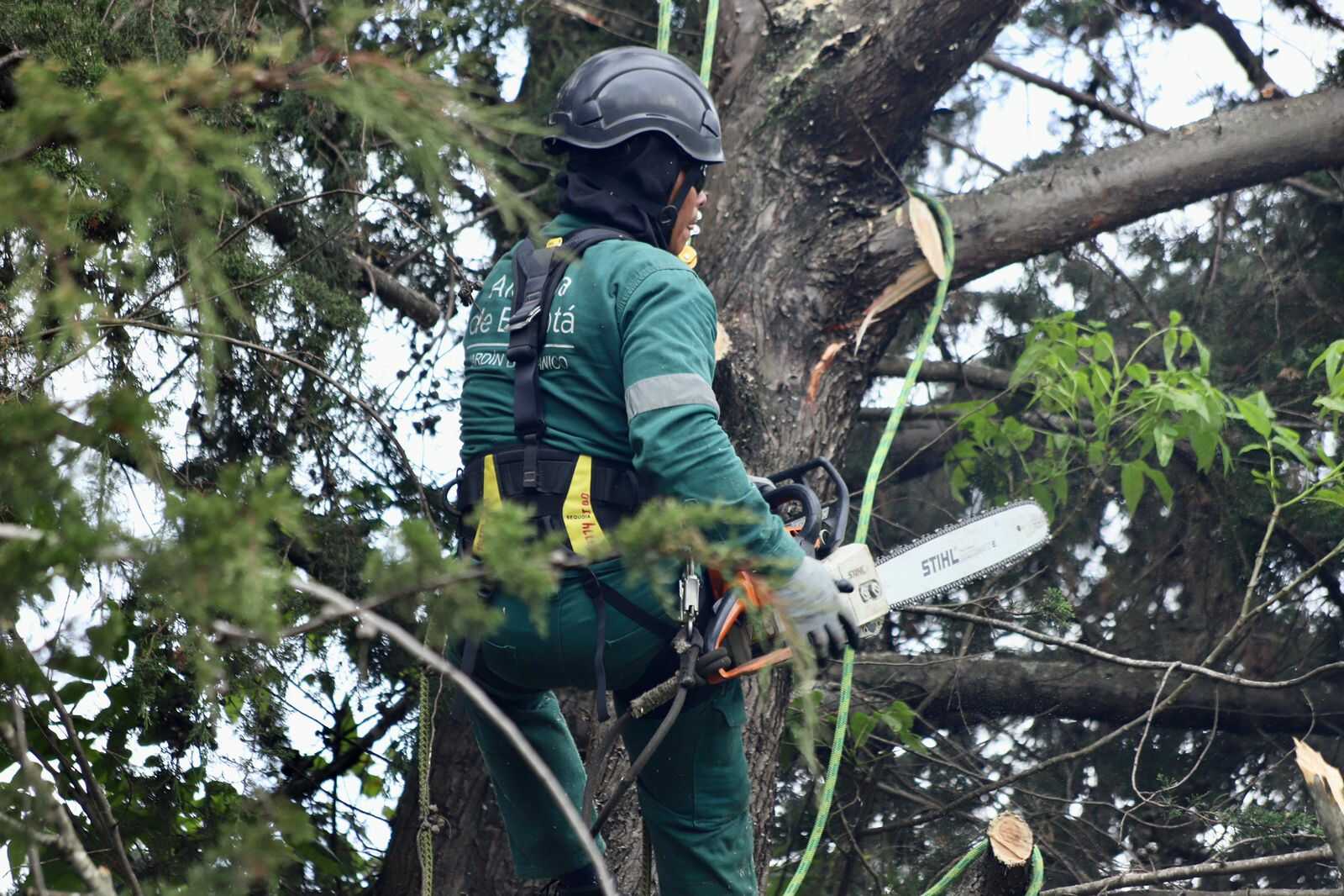 Distrito atiende emergencia y prioriza la intervención de más de 124 árboles en la vía La Calera