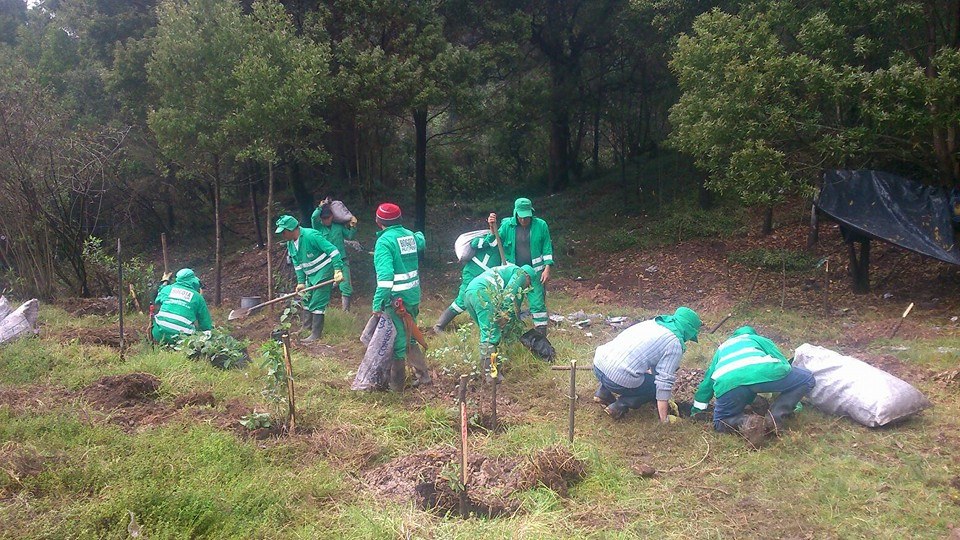 Operarios del Jardín Botánico plantando árboles.