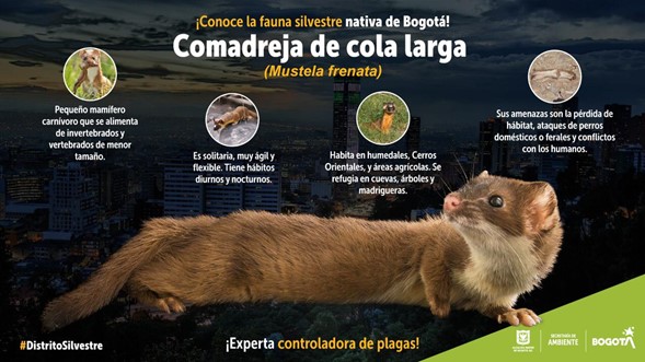 Proteger la comadreja en Bogotá es salvaguardar la biodiversidad de la ciudad