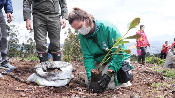 La Secretaría de Ambiente en conjunto con otras entidades distritales ha plantado más de 60.000 árboles en diferentes zonas de Bogotá.