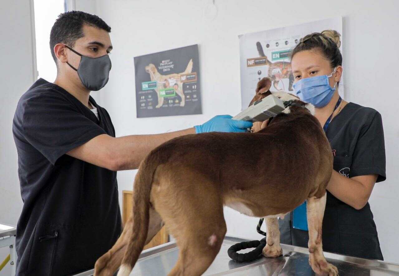 Profesionales examinan a perro
