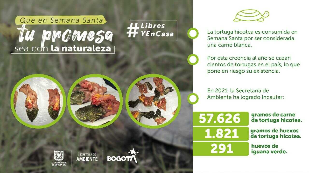 Infografia y cifras tortuga hicotea