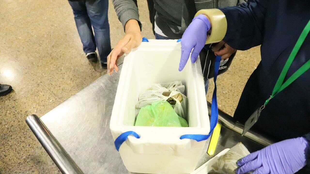 Incautación carne y huevos de tortuga