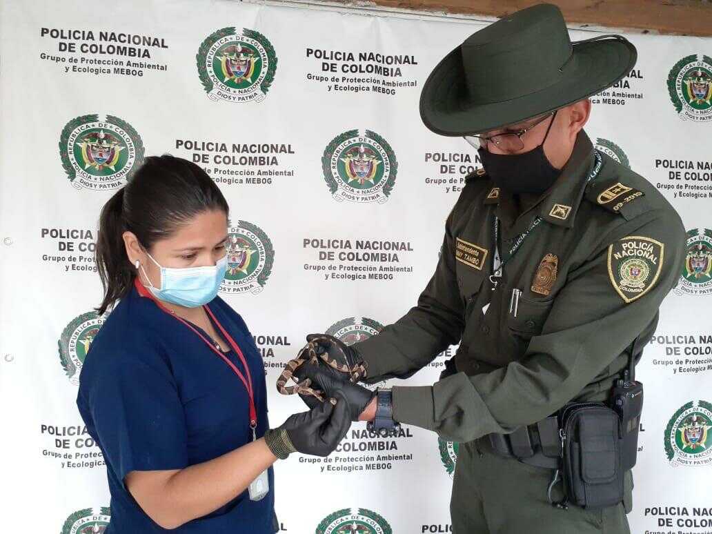 Autoridades ambientales recuperan dos serpientes en dos localidades de Bogotá
