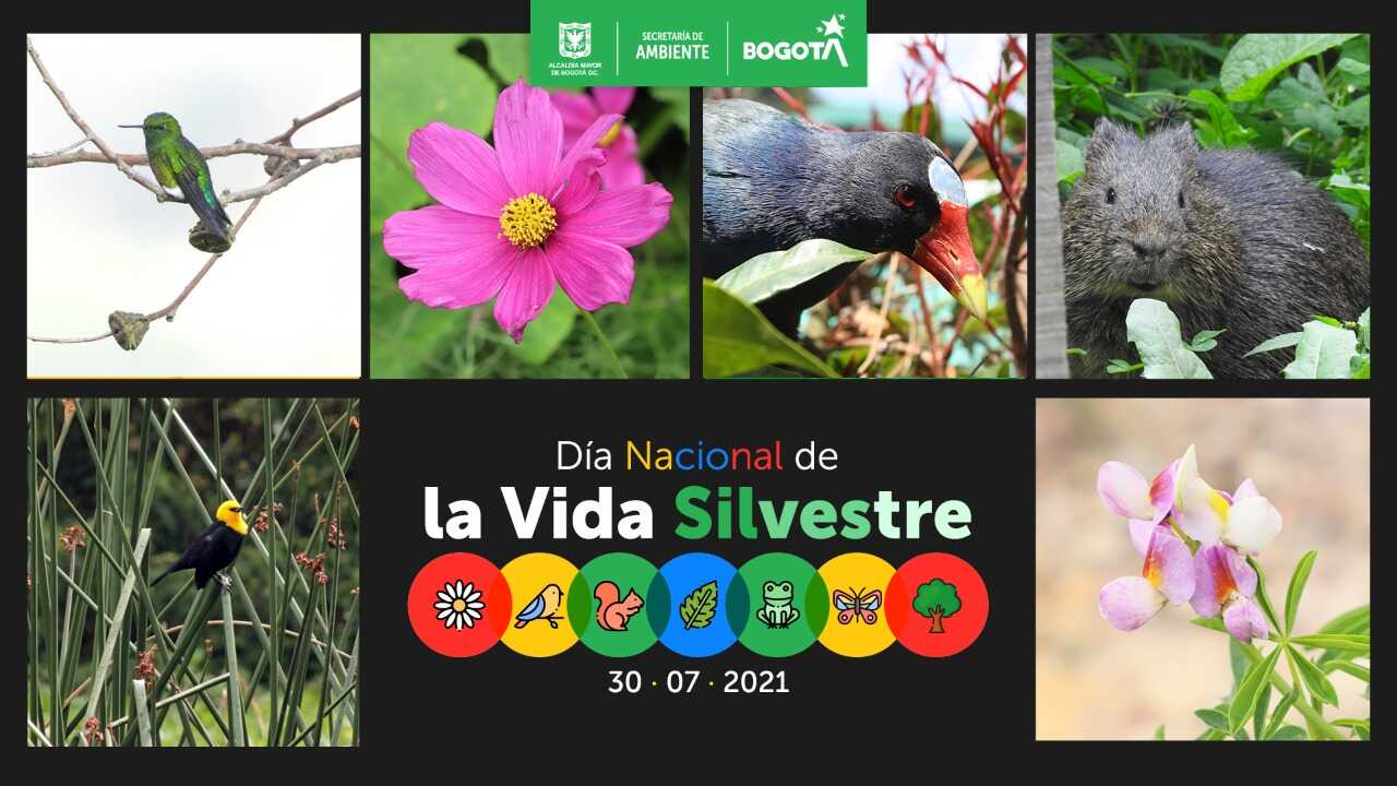 Pieza gráfica con fauna y flora