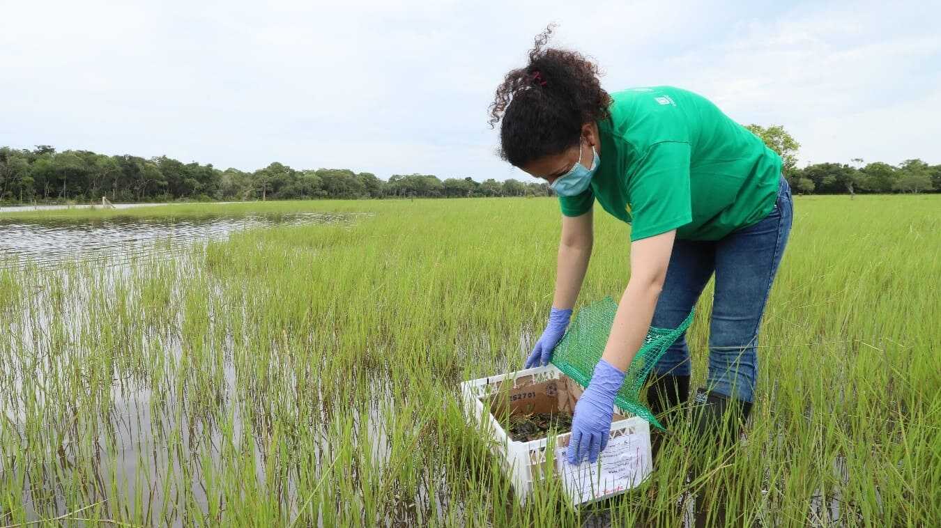Personal SDA en liberación tortugas