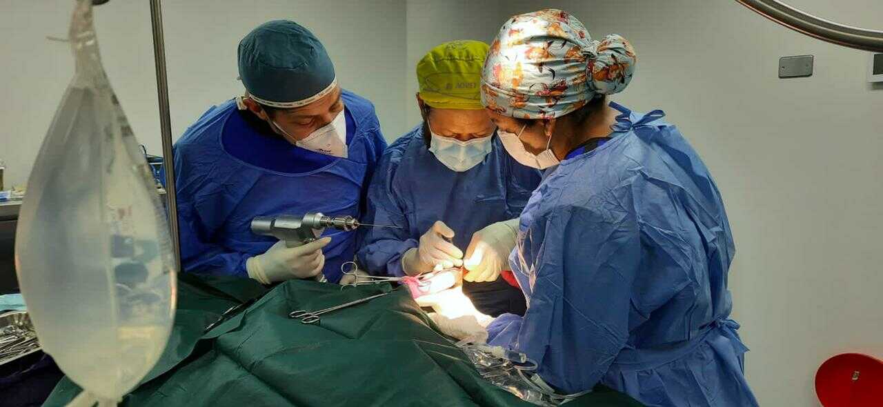 médicos veterinarios operan al venado