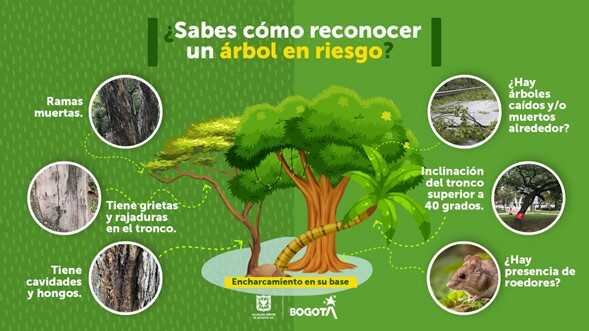 Infografia árbol en riesgo 