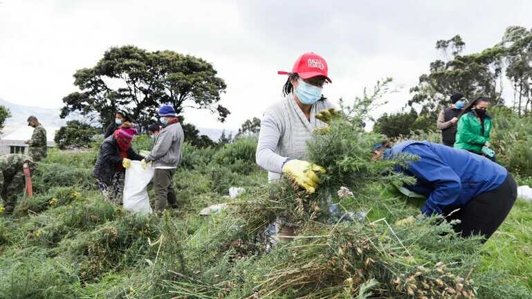 Cerca de 5 metros cúbicos de residuos de retamo fueron retirados de los Cerros Orientales. Foto: Comunicaciones, Secretaría de Ambiente. Jornada limpieza retamo espinoso