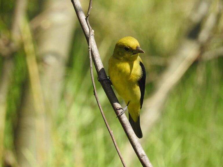 Pájaro de la especie Piranga Olivácea