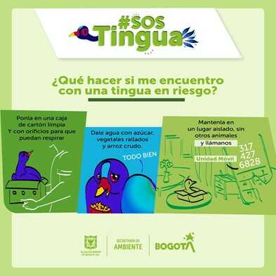 Pieza informativa importancia aves migratorias