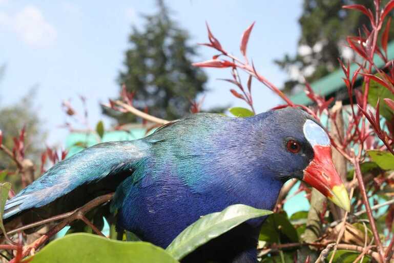 Ya llegan las aves migratorias: Bogotá se alista para recibirlas