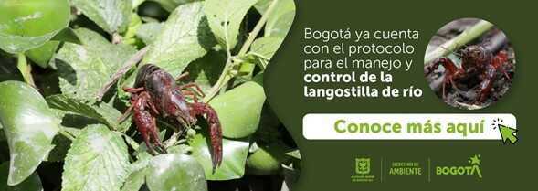 Pieza gráfica sobre el protocolo de la langostilla