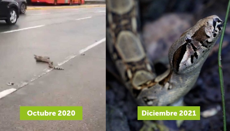Pieza gráfica que muestra el antes y después de la boa recuperada