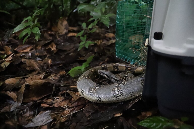 Boa liberada en su hábitat natural