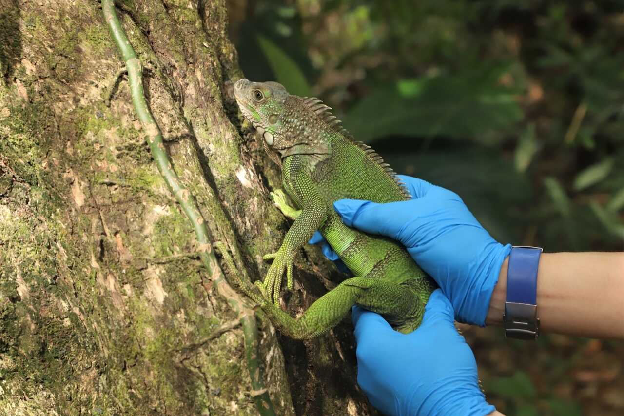 Iguana liberada