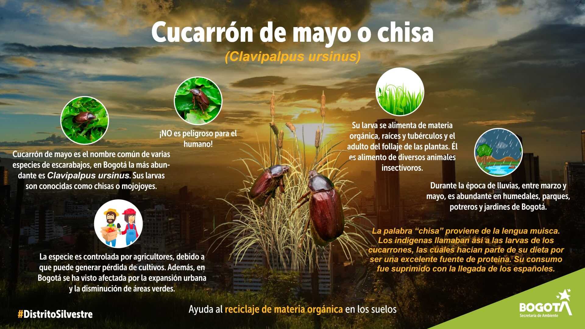 Ficha técnica sobre el cucarrón de mayo o lisa