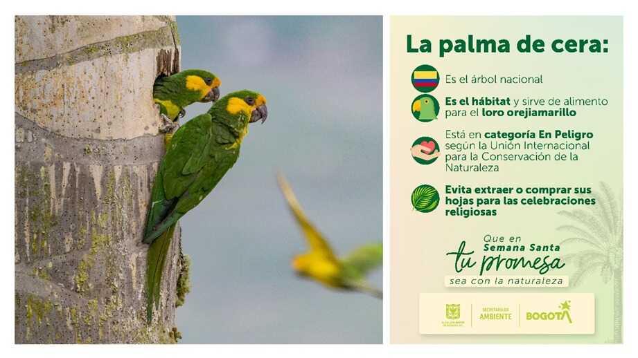 Pieza gráfica sobre las características de la palma de cera y de vino.