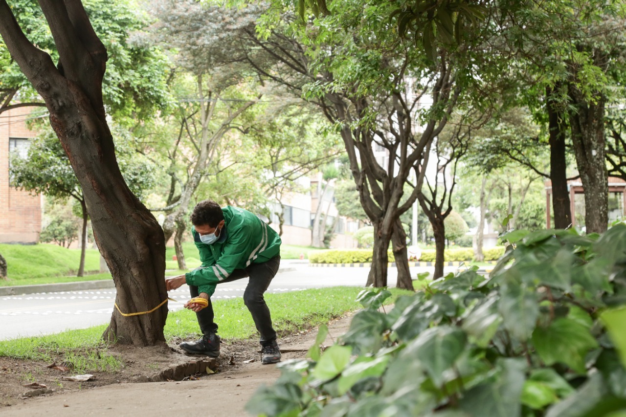 Profesional evalúa estado de árbol en Bogotá.